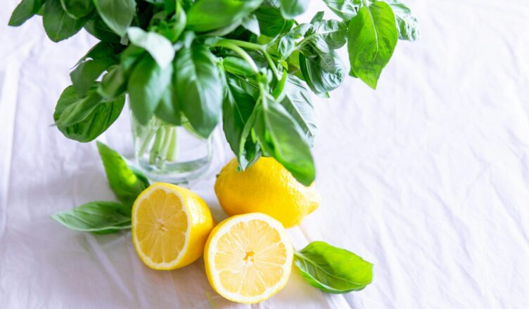 A vibrant still life featuring fresh basil and lemon slices against a crisp white background.