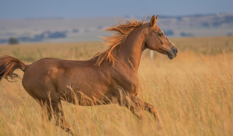 running horse